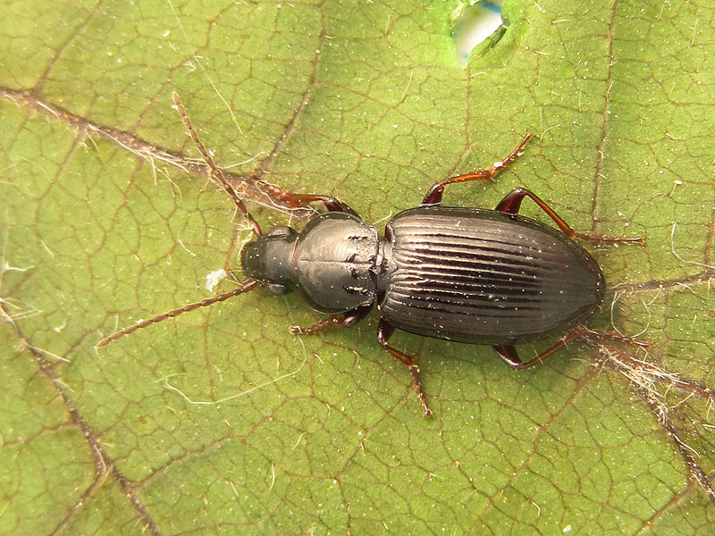 Carabidae: Pterostichus strenuus